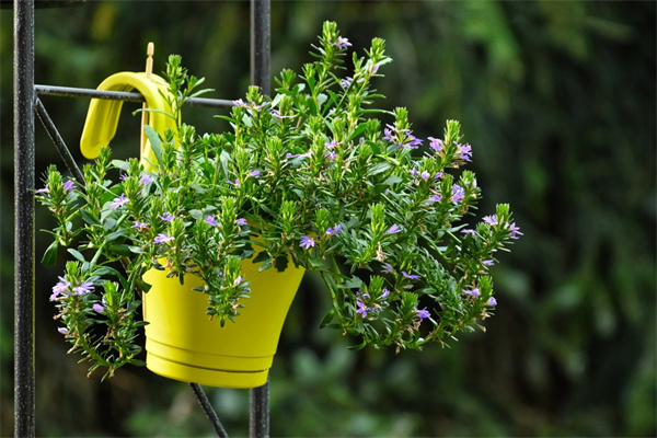 繡球花怎樣越冬(繡球花怎么過(guò)冬天)