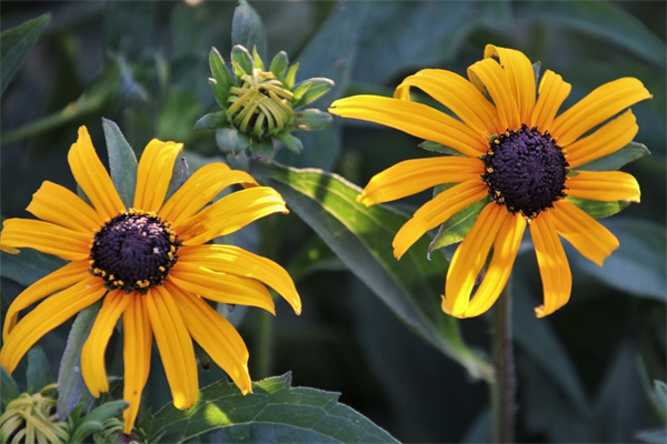 湖南冬天開(kāi)花的植物(適合湖南冬天的室內(nèi)植物有哪些)