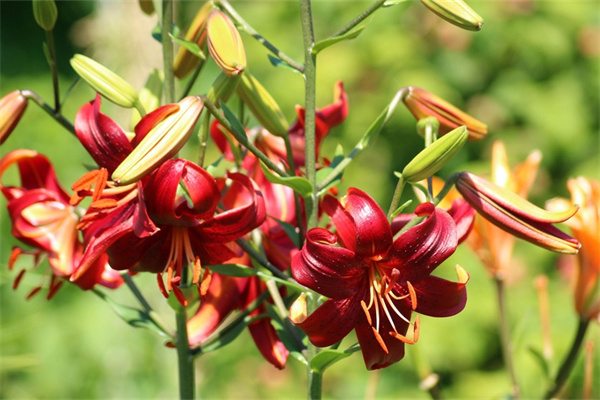 常見(jiàn)的紅色花卉有哪些(常見(jiàn)的紅色花卉有哪些種類(lèi))