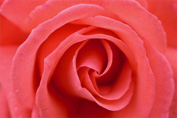 花語(yǔ)大全各種花的花語(yǔ)英文(花語(yǔ)大全各種花的花語(yǔ)英文翻譯)