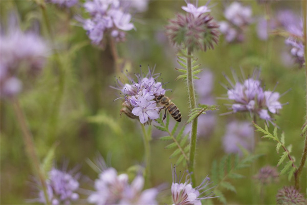我的玫瑰花(我的玫瑰花開(kāi)了的說(shuō)說(shuō))