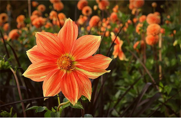 折花朵簡(jiǎn)單又漂亮(折花朵簡(jiǎn)單又漂亮,折飛鏢教程)