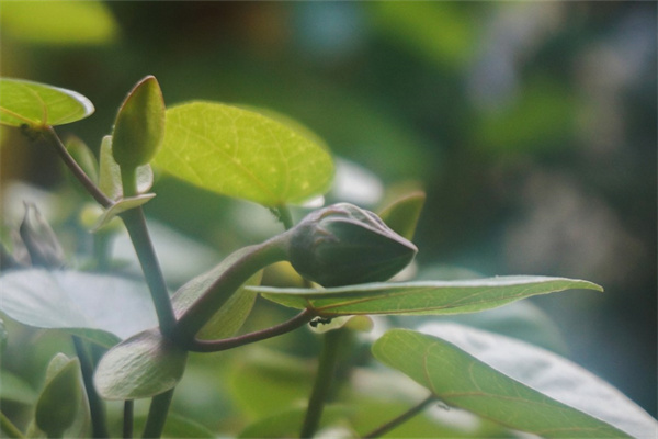 好看花朵(好看花朵畫(huà)法)