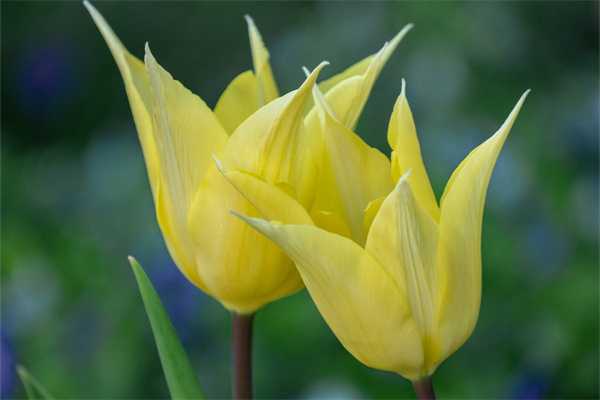 玫瑰花童話故事(驕傲的玫瑰花童話故事)