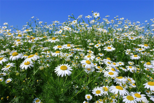手工制作美麗的花(手工制作美麗的花卉植物圖片)