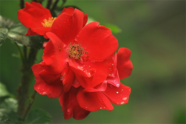 適合父親的花(適合父親的花有哪些)