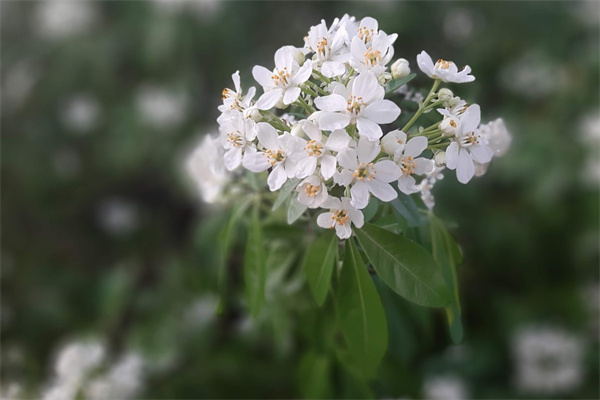 寓意浪漫的花(寓意浪漫的花語)