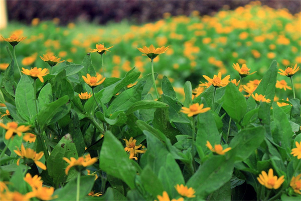 什么花也要睡眠(什么花需要睡眠請(qǐng)寫出兩種來)