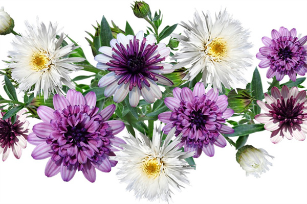 玫瑰花像什么擬人句(玫瑰花像什么擬人句怎么寫)