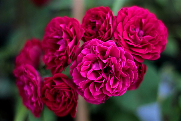 云南鮮花市場(chǎng)在哪(云南鮮花市場(chǎng)在哪個(gè)位置)