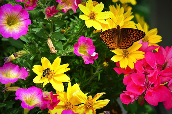 農(nóng)村庭院影壁前種什么花草好(院內(nèi)影壁墻前種什么好)