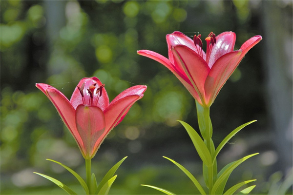 墓碑上掛的花(墓碑上掛的花用彩色的還是白色的)
