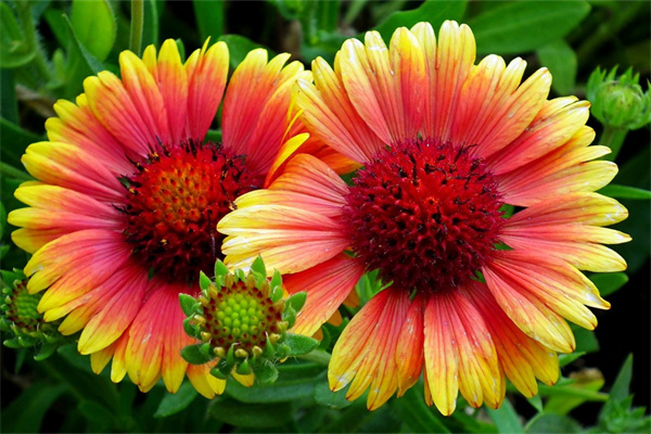 沙漠玫瑰花如何繁殖(沙漠玫瑰花繁殖方法)