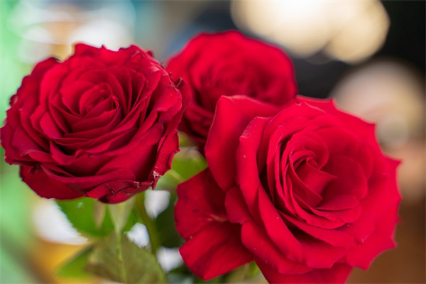 我要花鮮花批發(fā)(鮮花貨源批發(fā)市場(chǎng))