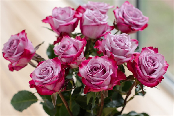 給花卉施肥(給花卉施肥必須在花卉表現(xiàn)出缺肥癥狀后進行)