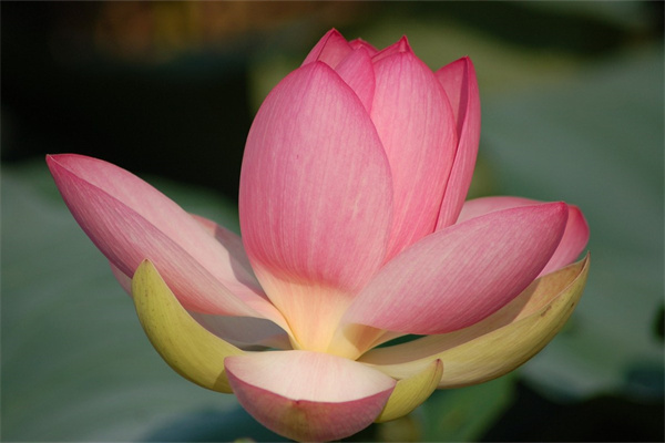 冬天水培植物(冬天水培植物適合養(yǎng)什么)