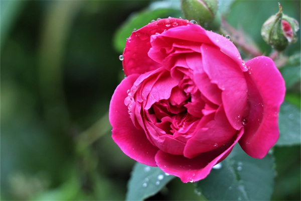 玫瑰是溫性還是涼性(玫瑰屬于涼性還是熱性)