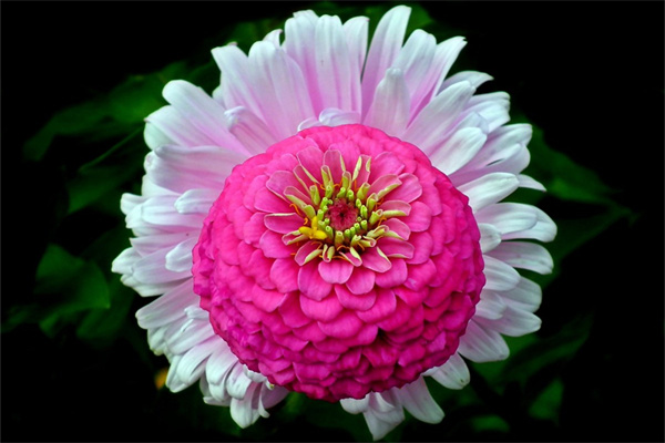 食用玫瑰花(食用玫瑰花和觀賞玫瑰花的區(qū)別)