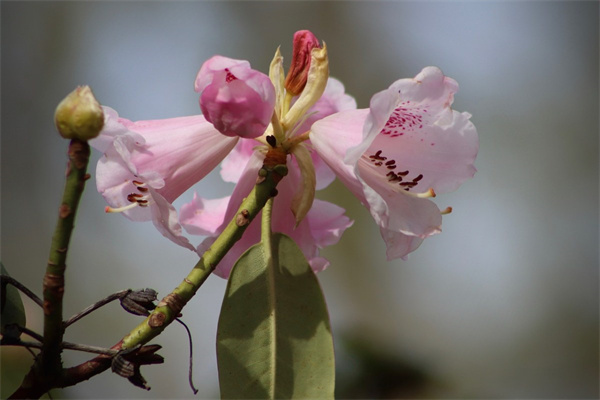 三十的女人是什么花(三十歲的女人是屬于什么花)