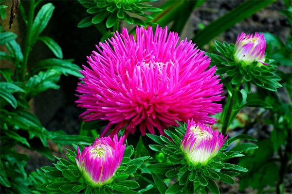 北京鮮花玫瑰(北京鮮花玫瑰翻價5倍是真的嗎視頻)