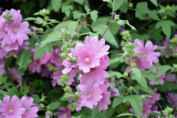 荻花的花語(荻花的花語圖片)