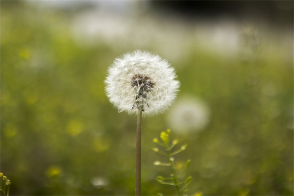 北京最大的花卉綠植市場(北京花卉綠植批發(fā)基地)